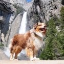 Adventure Dogs and Blue-Green Algae Concerns 1